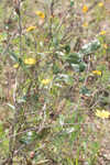 Dwarf live oak